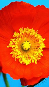 Preview wallpaper poppy, red, yellow, flower, pollen