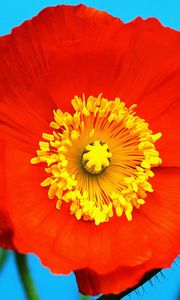 Preview wallpaper poppy, red, yellow, flower, pollen