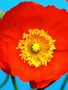 Preview wallpaper poppy, red, yellow, flower, pollen