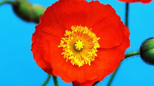 Preview wallpaper poppy, red, yellow, flower, pollen