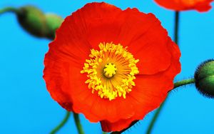 Preview wallpaper poppy, red, yellow, flower, pollen