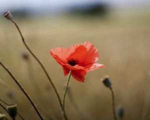 Preview wallpaper poppy seeds, stems, box, boxes