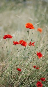 Preview wallpaper poppy, wildflowers, flowers, grass