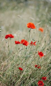 Preview wallpaper poppy, wildflowers, flowers, grass