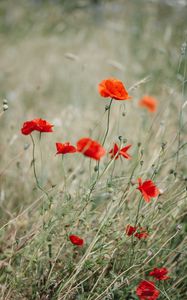 Preview wallpaper poppy, wildflowers, flowers, grass