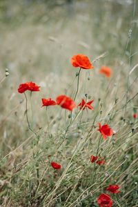 Preview wallpaper poppy, wildflowers, flowers, grass