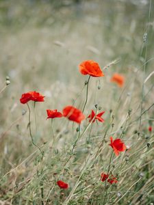 Preview wallpaper poppy, wildflowers, flowers, grass