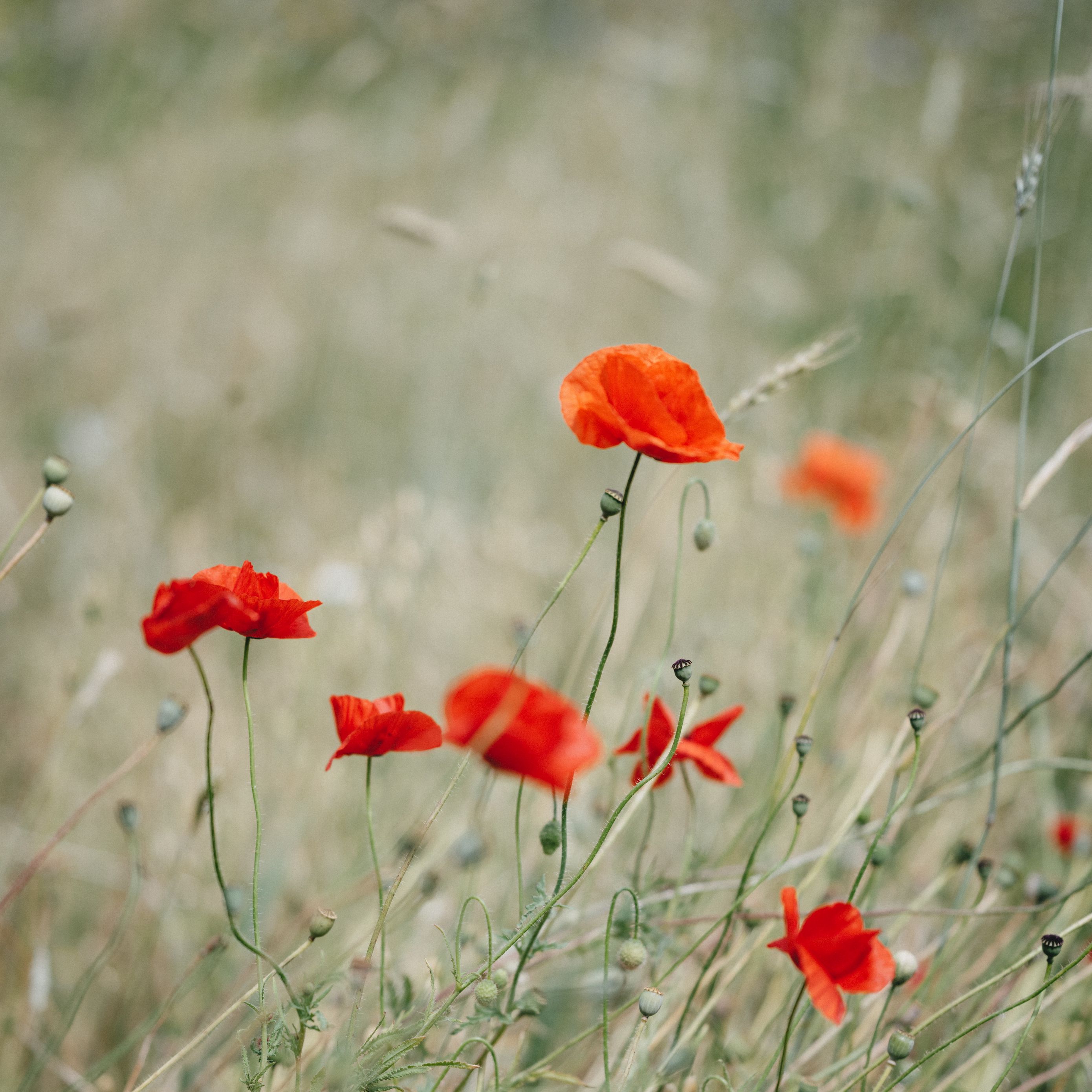 Download wallpaper 2780x2780 poppy, wildflowers, flowers, grass ipad