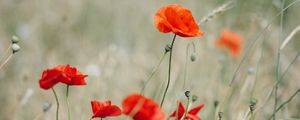 Preview wallpaper poppy, wildflowers, flowers, grass