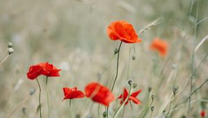 Preview wallpaper poppy, wildflowers, flowers, grass