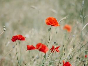 Preview wallpaper poppy, wildflowers, flowers, grass