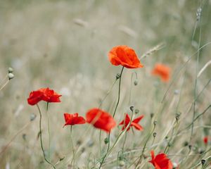 Preview wallpaper poppy, wildflowers, flowers, grass