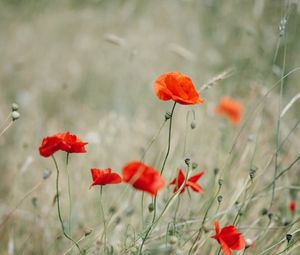 Preview wallpaper poppy, wildflowers, flowers, grass