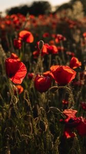 Preview wallpaper poppy, wildflowers, flowers, red