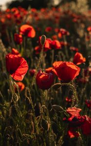 Preview wallpaper poppy, wildflowers, flowers, red