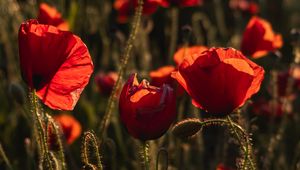 Preview wallpaper poppy, wildflowers, flowers, red