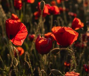 Preview wallpaper poppy, wildflowers, flowers, red