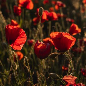 Preview wallpaper poppy, wildflowers, flowers, red