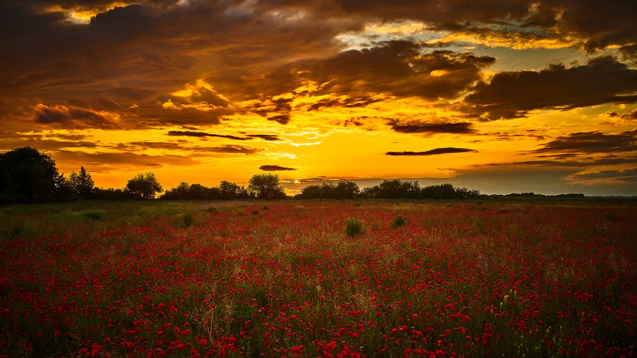 Wallpaper poppys, wildflowers, flowers, sunset