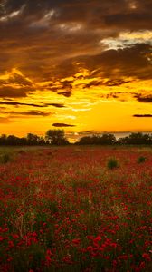 Preview wallpaper poppys, wildflowers, flowers, sunset