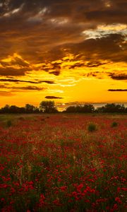 Preview wallpaper poppys, wildflowers, flowers, sunset