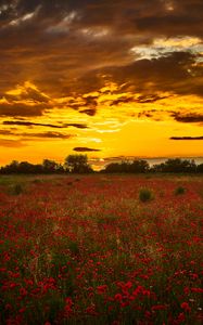 Preview wallpaper poppys, wildflowers, flowers, sunset