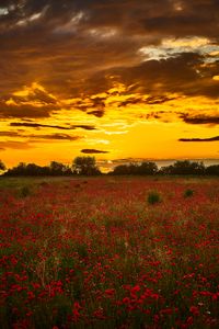 Preview wallpaper poppys, wildflowers, flowers, sunset