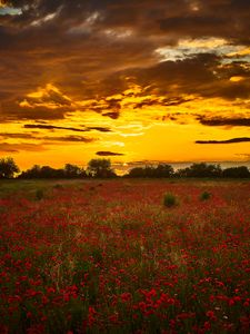 Preview wallpaper poppys, wildflowers, flowers, sunset