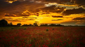 Preview wallpaper poppys, wildflowers, flowers, sunset