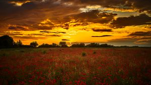 Preview wallpaper poppys, wildflowers, flowers, sunset