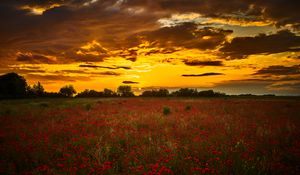 Preview wallpaper poppys, wildflowers, flowers, sunset