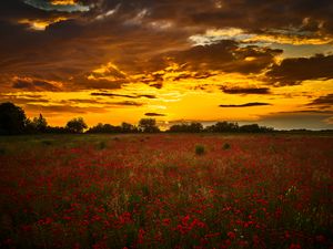 Preview wallpaper poppys, wildflowers, flowers, sunset