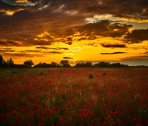 Preview wallpaper poppys, wildflowers, flowers, sunset