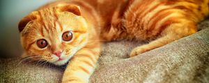 Preview wallpaper portrait, plays, paw, red, cat