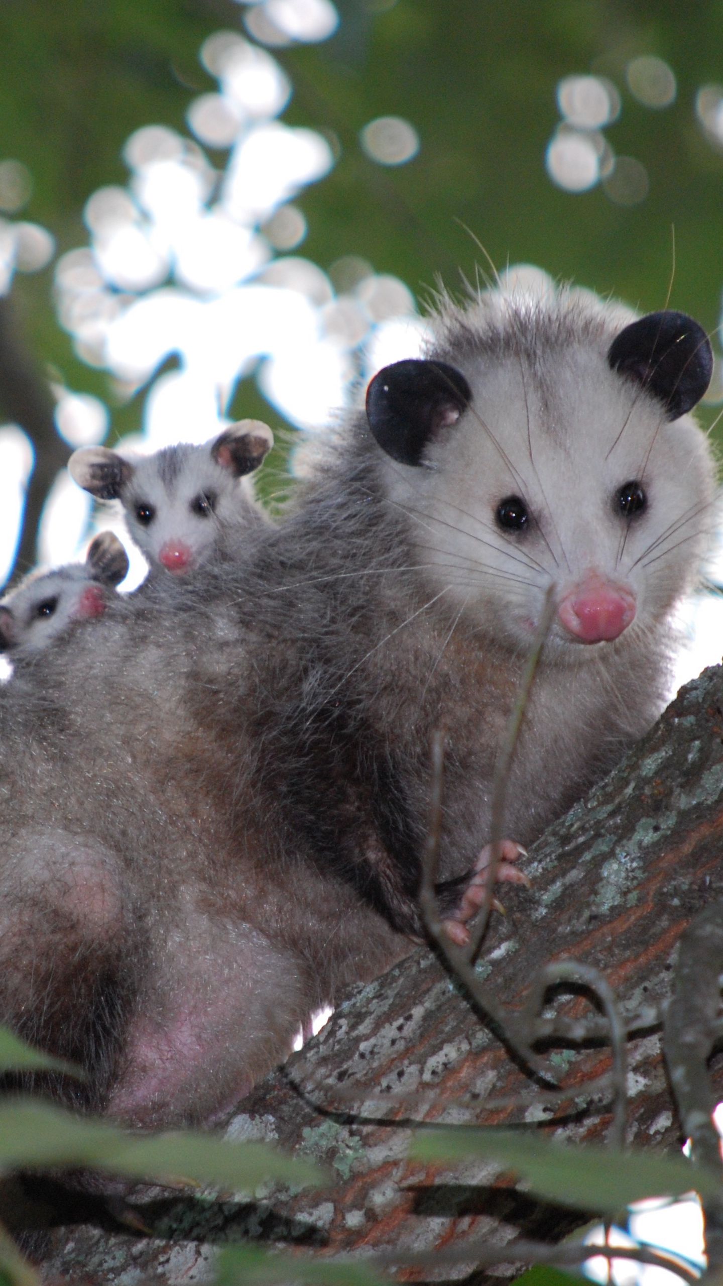 Wallpaper animals, nature, tree, opossums, mother and children for mobile  and desktop, section животные, resolution 2197x1463 - download