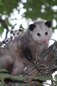 Preview wallpaper possum, cubs, tree, care, family