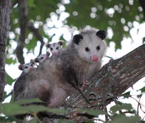 Preview wallpaper possum, cubs, tree, care, family