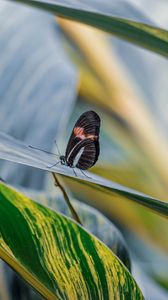 Preview wallpaper postman butterfly, butterfly, leaves, macro