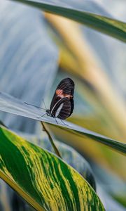 Preview wallpaper postman butterfly, butterfly, leaves, macro