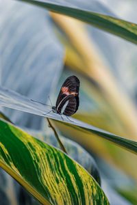 Preview wallpaper postman butterfly, butterfly, leaves, macro