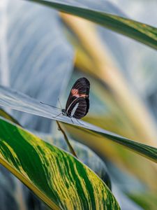 Preview wallpaper postman butterfly, butterfly, leaves, macro