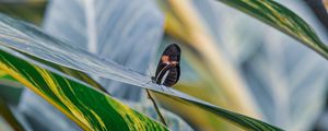 Preview wallpaper postman butterfly, butterfly, leaves, macro