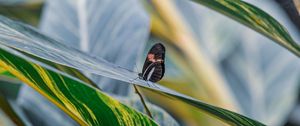 Preview wallpaper postman butterfly, butterfly, leaves, macro