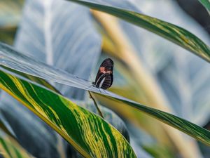 Preview wallpaper postman butterfly, butterfly, leaves, macro