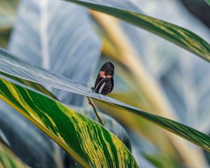 Preview wallpaper postman butterfly, butterfly, leaves, macro