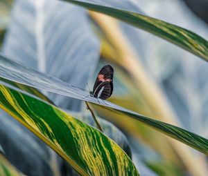 Preview wallpaper postman butterfly, butterfly, leaves, macro