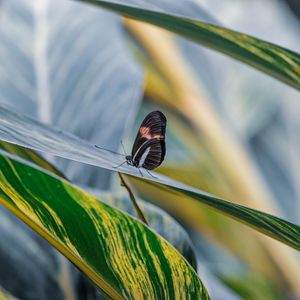 Preview wallpaper postman butterfly, butterfly, leaves, macro