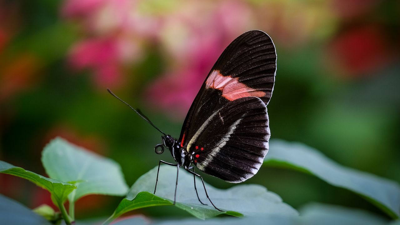 Wallpaper postman butterfly, butterfly, wings, macro, blur