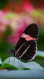 Preview wallpaper postman butterfly, butterfly, wings, macro, blur