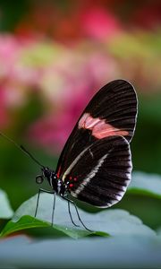 Preview wallpaper postman butterfly, butterfly, wings, macro, blur